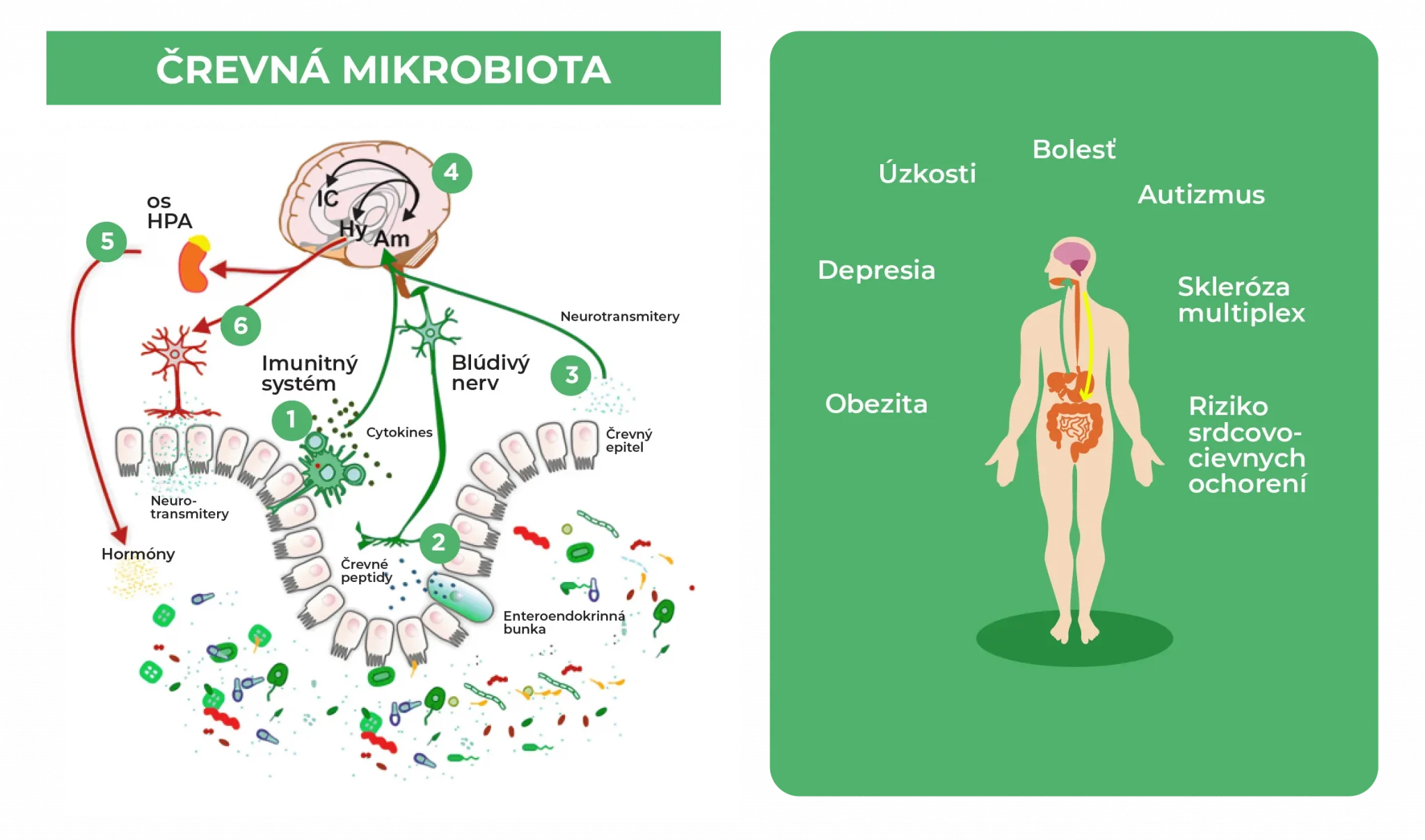 Psicobióticos y el eje «microbiota-intestino-cerebro»