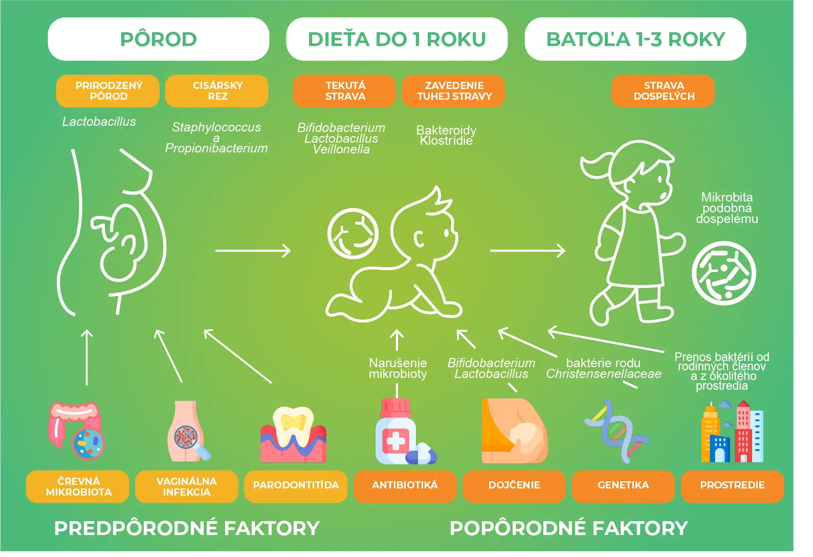 Cómo los niños adquieren defensores bacterianos